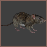 Rat [GTA V]