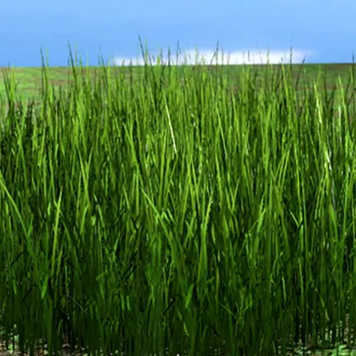 Thumbnail image for Barbell Grass System V1