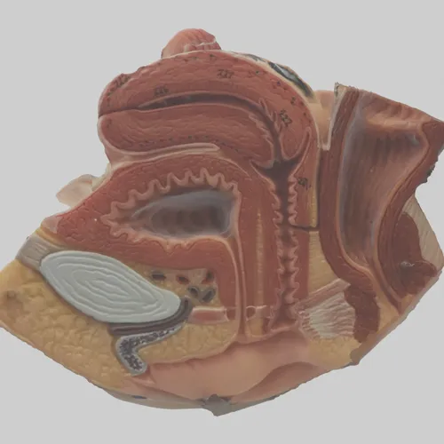Thumbnail image for Medical Anatomical Internal Vagina Model