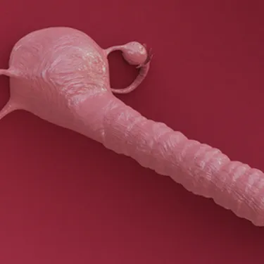 Uterus and Vaginal Canal from NightySix3D