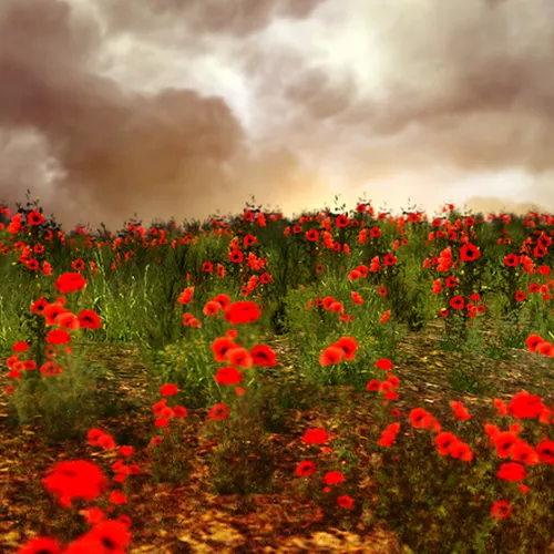 Thumbnail image for Perihelion Poppy Flower Field