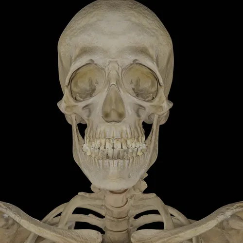 Thumbnail image for Bonehead Skeleton