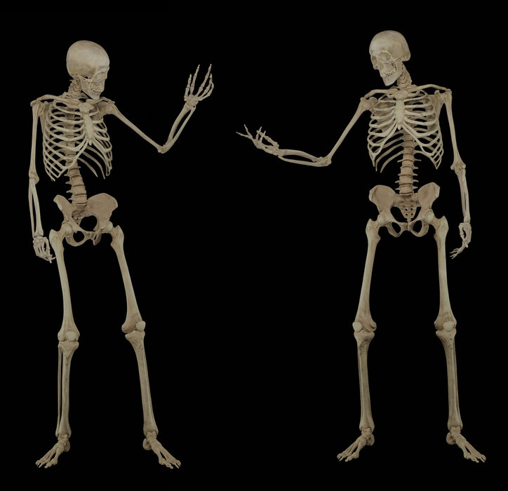 Bonehead Skeleton