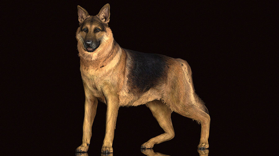 COD WWII - German Dog + IK-RIG