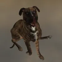 Fallout 4 Raider Dog